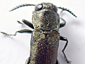 Agrilus laticornis